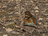 Limenitis populi 10, Grote ijsvogelvlinder, Saxifraga-Jan van der Straaten