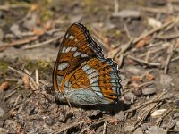 Limenitis populi 14, Grote ijsvogelvlinder, Saxifraga-Jan van der Straaten