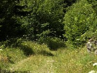 Lopinga achine, Woodland Brown