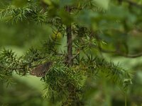 Lopinga achine 30, Boszandoog, Saxifraga-Jan van der Straaten