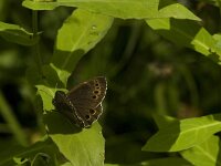 Lopinga achine 37, Boszandoog, Saxifraga-Jan van der Straaten