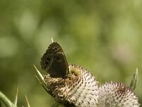 Lopinga achine 38, Boszandoog, Saxifraga-Jan van der Straaten