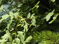 Lopinga achine 5, Boszandoog, male, Saxifraga-Jan van der Straaten