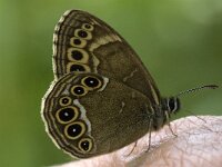 Lopinga achine 7, Boszandoog, male, Saxifraga-Jan van der Straaten