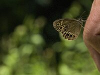 Lopinga achine 8, Boszandoog, male, Saxifraga-Marijke Verhagen
