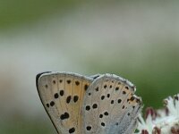 Lycaena alciphron, Purple-shot Copper