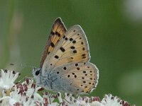Lycaena alciphron 2, Violette vuurvlinder, male, Saxifraga-Jan van der Straaten