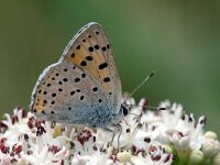 Lycaena alciphron 3, Violette vuurvlinder, male, Saxifraga-Jan van der Straaten
