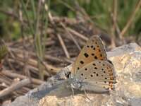 Lycaena alciphron 5, Violette vuurvlinder, Vlinderstichting-Kars Veling