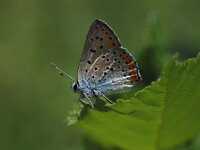 Lycaena alciphron 6, Violette vuurvlinder, Vlinderstichting-Albert Vliegenthart
