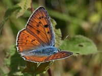 Lycaena alciphron 8, Violette vuurvlinder, Vlinderstichting-Kars Veling