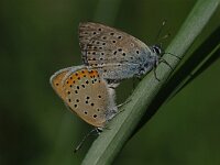 Lycaena candens, Balkan Copper