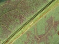 Lycaena dispar, Large Copper