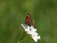 Lycaena helle, Violet Copper