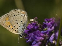 Lycaena hippothoe, Purple-edged Copper