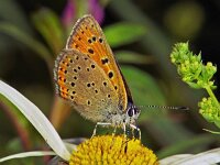 242_08A, Rode vuurvlinder : Lycaena hippothoe, Purple-edged Copper, Rode vuurvlinder, female