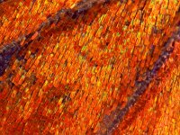 Lycaena phlaeas, Small Copper