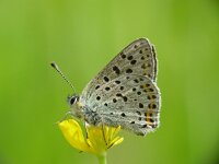 Lycaena tityrus 12, Bruine vuurvlinder, male, Vlinderstichting-Henk Bosma