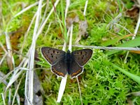 Lycaena tityrus 21, Bruine vuurvlinder, male, Vlinderstichting-Henk Bosma