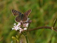 Lycaena tityrus 39, Bruine vuurvlinder, Saxifraga-Rudmer Zwerver