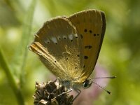 Lycaena virgaureae 10, Morgenrood, female, Saxifraga-Jan van der Straaten