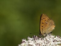 Lycaena virgaureae 113, Morgenrood, Saxifraga-Marijke Verhagen