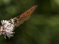 Lycaena virgaureae 117, male, Morgenrood, Saxifraga-Marijke Verhagen