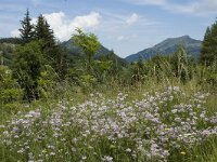 Lycaena virgaureae 18, Morgenrood, habitat, F, Isere, Gresse-en- Vercors, La Ville, Saxifraga-Marijke Verhagen
