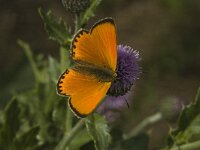 Lycaena virgaureae 31, Morgenrood, male, Saxifraga-Jan van der Straaten
