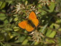 Lycaena virgaureae 32, Morgenrood, male, Saxifraga-Jan van der Straaten