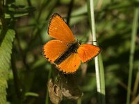 Lycaena virgaureae 4, Morgenrood, Saxifraga-Jan van der Straaten