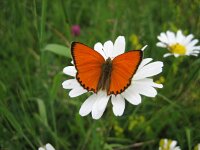 Lycaena virgaureae 50, Morgenrood, male, Saxifraga-Mireille de Heer