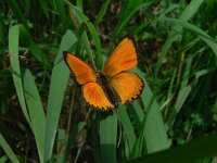 Lycaena virgaureae 54, Morgenrood, Saxifraga-Jan Willem Jongepier