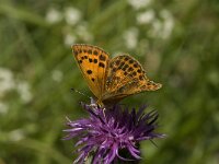Lycaena virgaureae 57, Morgenrood, female, Saxifraga-Jan van der Straaten