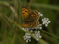Lycaena virgaureae 58, Morgenrood, female, Saxifraga-Jan van der Straaten