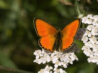 Lycaena virgaureae 6, Morgenrood, Saxifraga-Jan van der Straaten