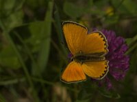 Lycaena virgaureae 66, Morgenrood, Saxifraga-Jan van der Straaten