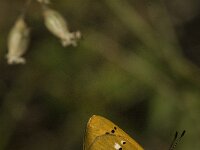Lycaena virgaureae 70, Morgenrood, Saxifraga-Jan van der Straaten