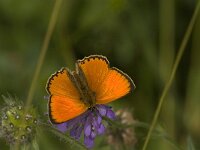 Lycaena virgaureae 71, Morgenrood, Saxifraga-Jan van der Straaten