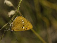 Lycaena virgaureae 74, Morgenrood, Saxifraga-Jan van der Straaten
