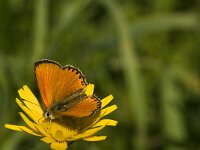 Lycaena virgaureae 84, Morgenrood, male, Saxifraga-Jan van der Straaten