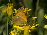 Lycaena virgaureae 95, Morgenrood, Saxifraga-Willem van Kruijsbergen