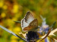 Lysandra coridon 146, male, Bleek blauwtje, Saxifraga-Joep Steur