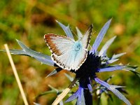 OMGEVING NJEGUSHI. P.CORIDON. MANNETJE.