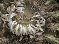 Lysandra coridon 151, Bleek blauwtje, Saxifraga-Willem van Kruijsbergen