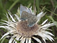 Lysandra coridon 155, Bleek blauwtje, Saxifraga-Willem van Kruijsbergen