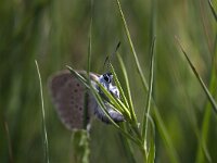 Maculinea alcon 18, Gentiaanblauwtje, laying eggs, Saxifraga-Mark Zekhuis