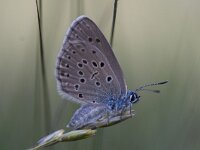 Maculinea alcon 20, Gentiaanblauwtje, Saxifraga-Mark Zekhuis