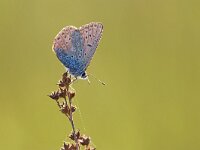 Maculinea alcon 50, Gentiaanblauwtje, Saxifraga-Mark Zekhuis