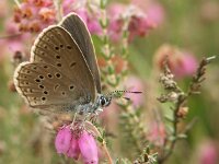 Maculinea alcon 10, Gentiaanblauwtje, Vlinderstichting-Chris van Swaay  Gentiaanblauwtje Maculinea alcon MALCO MACUALCO